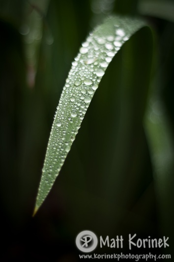 Rainy Grass